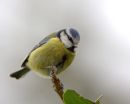 Blue_Tit_2